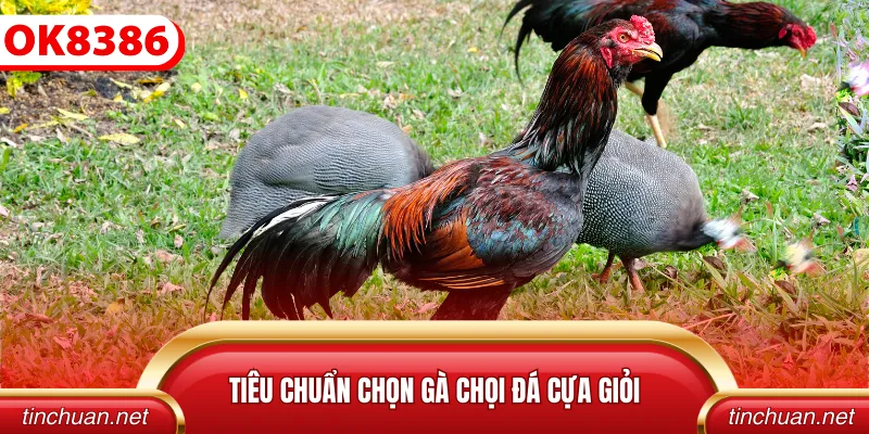 Tiêu chuẩn chọn gà chọi đá cựa giỏi